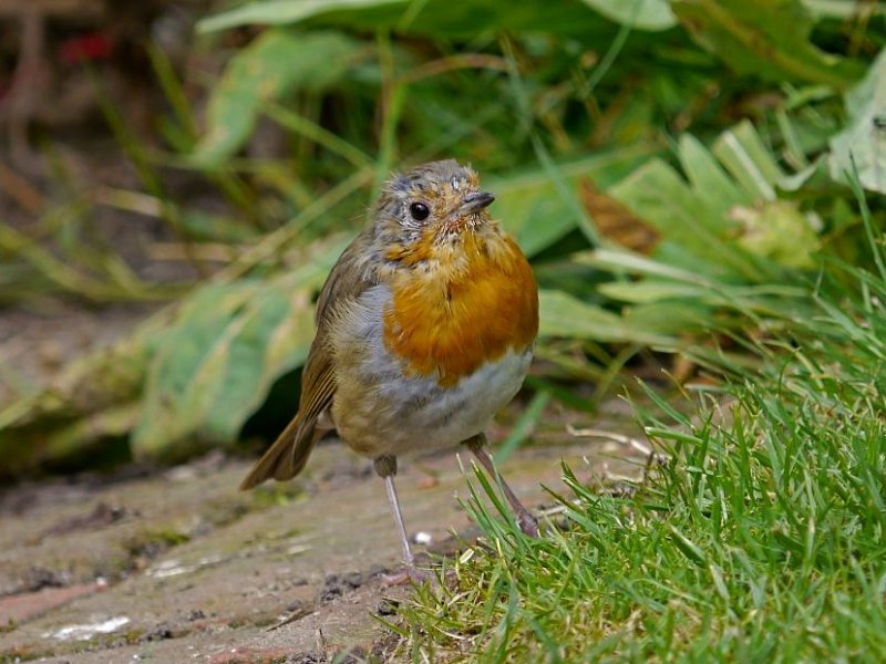Where have all the birds gone?